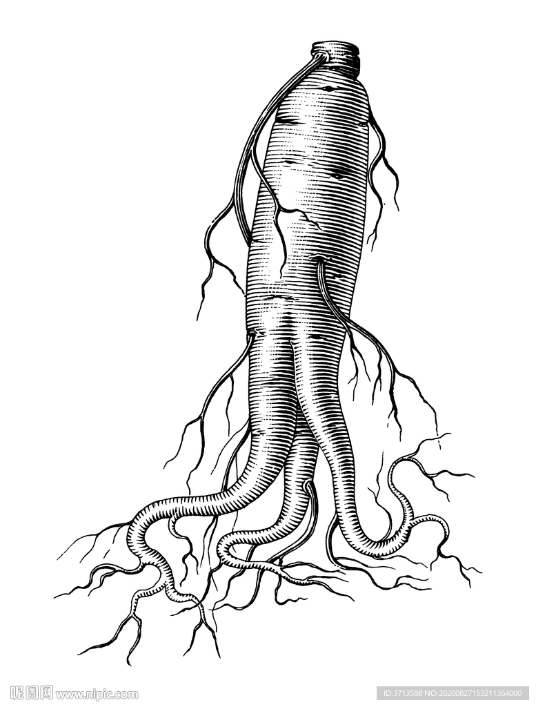 人参线描素描白描线条手绘插画