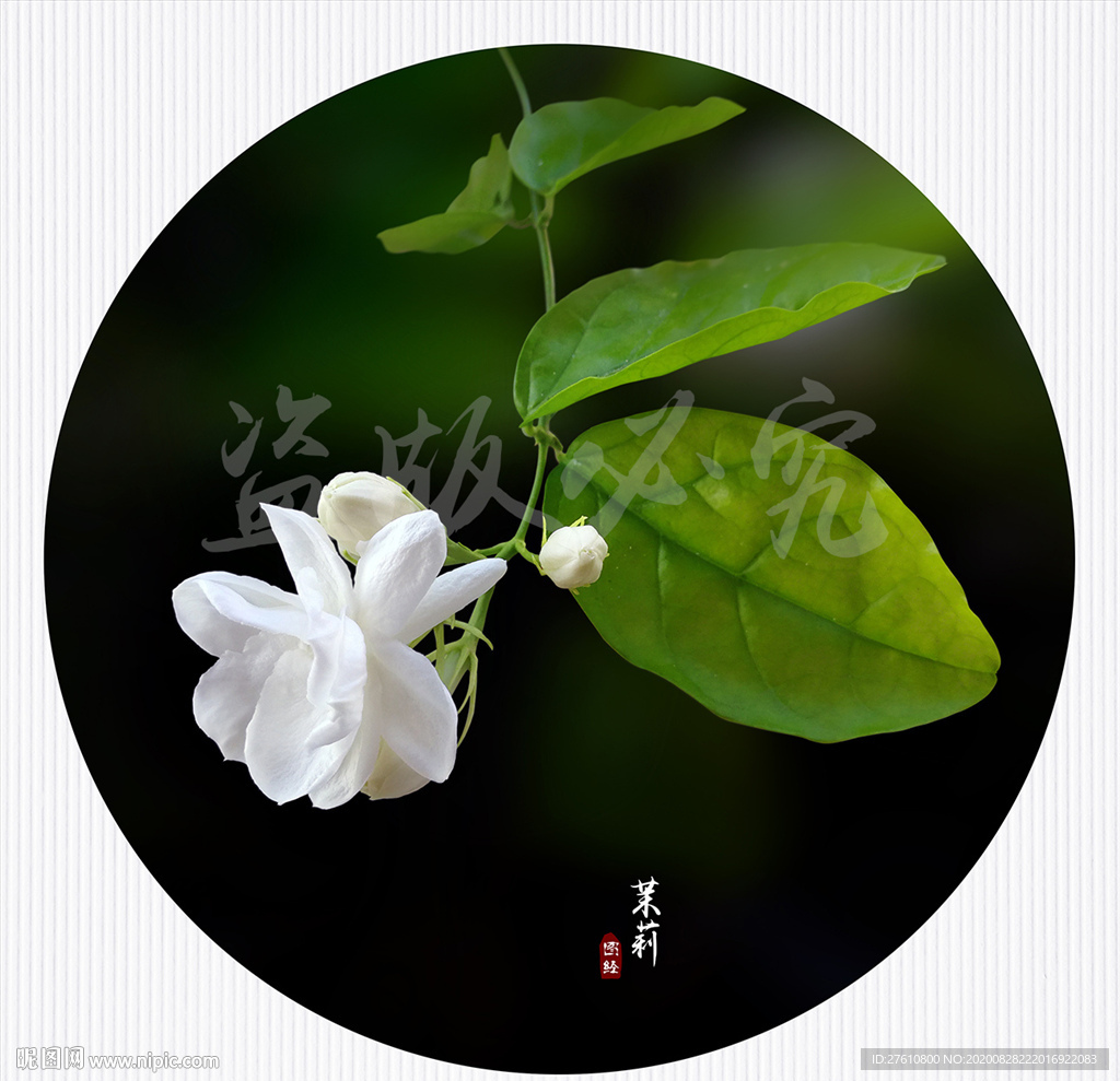 茉莉