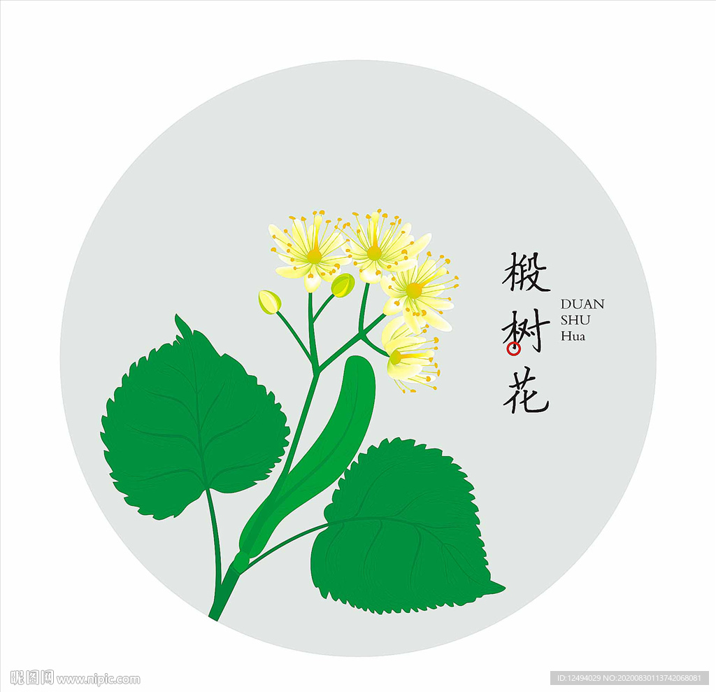 椴树花