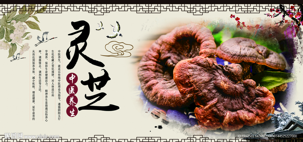 灵芝