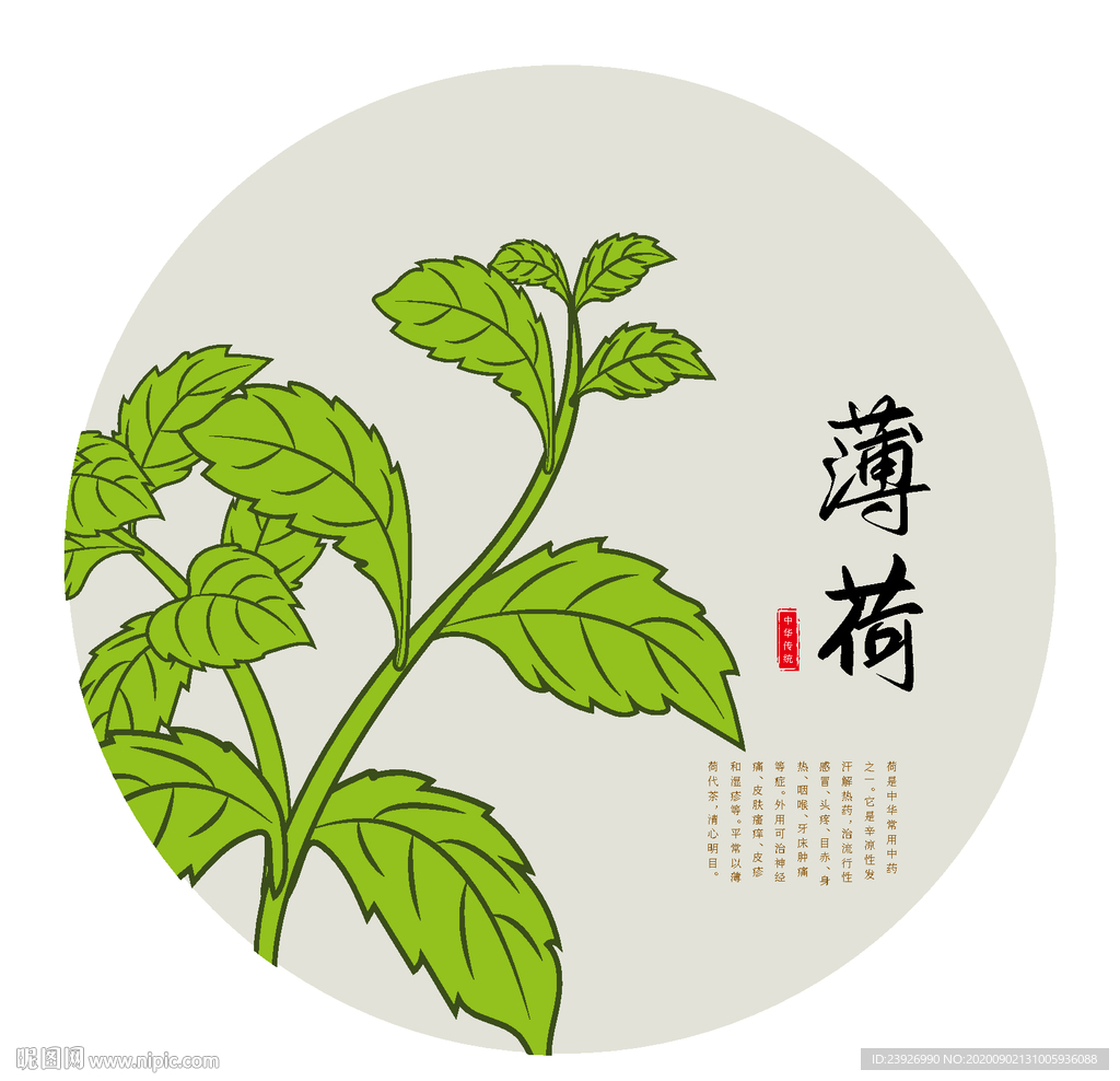 手绘薄荷