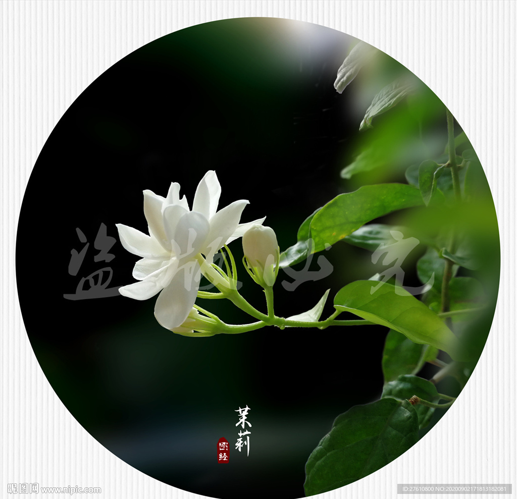 茉莉
