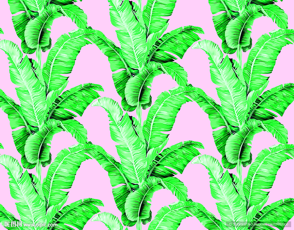 芭蕉叶