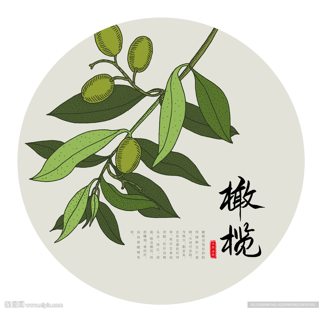 橄榄
