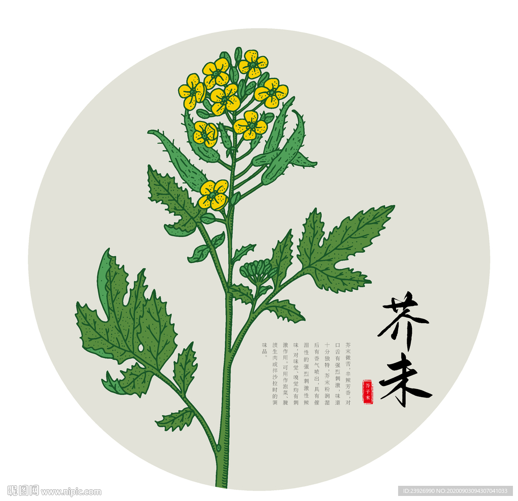 1/4oz 2500 Small GAI CHOI Mustard Green seeds 小芥菜 | Etsy
