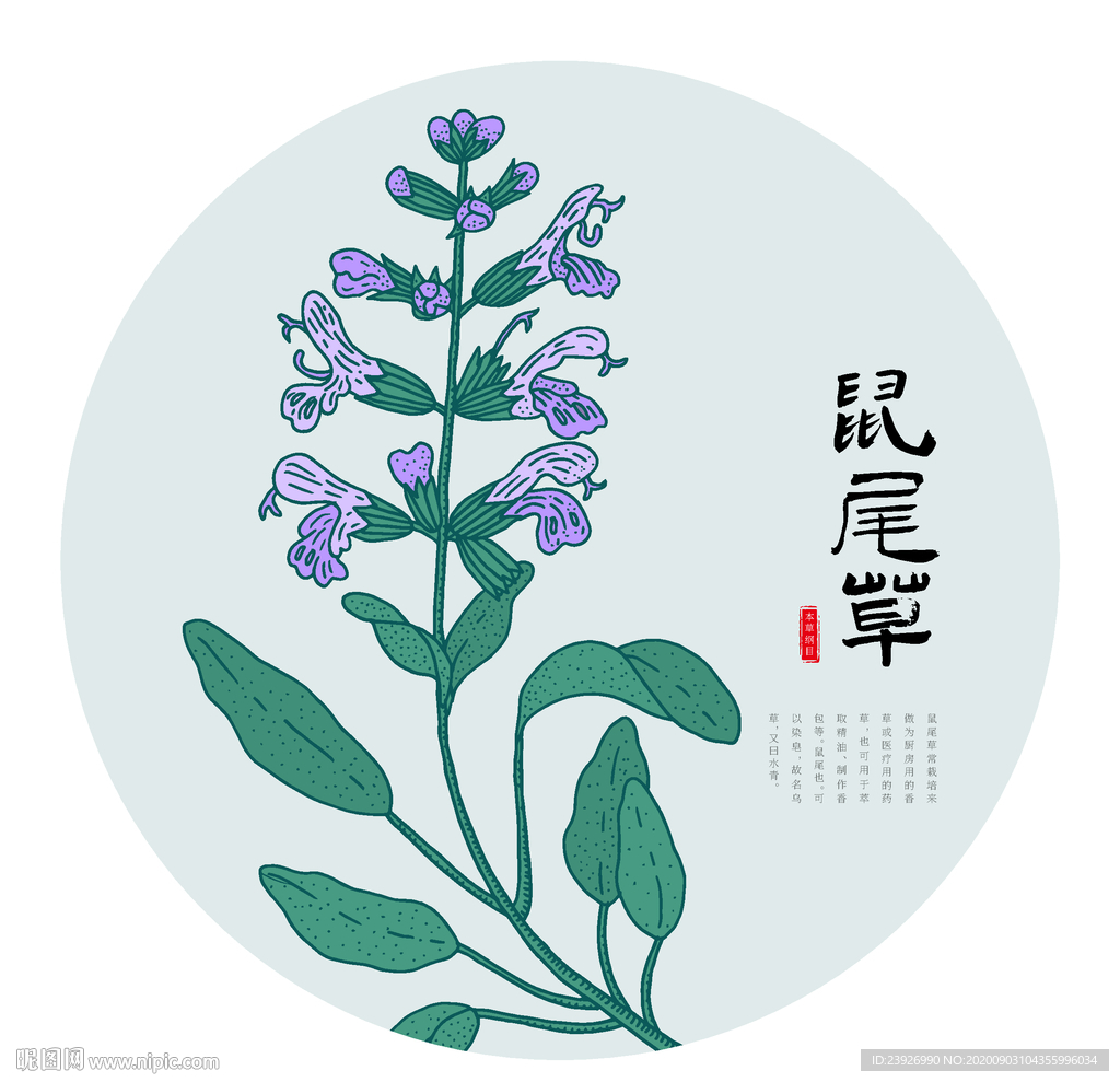 鼠尾草