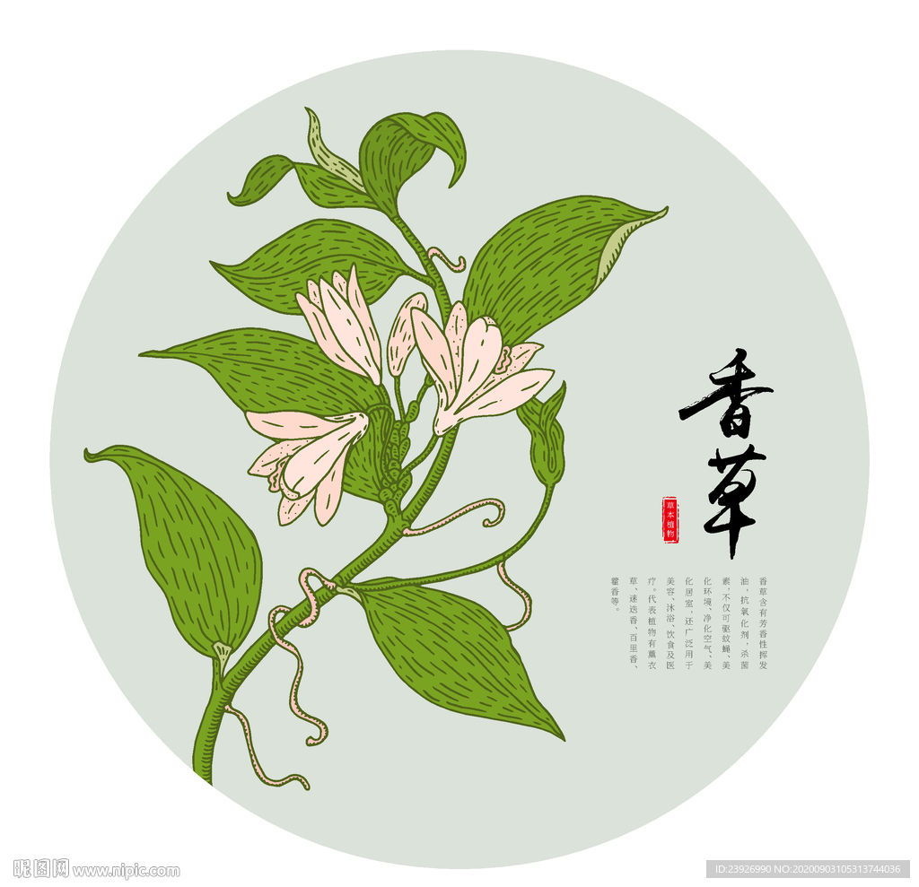 香草