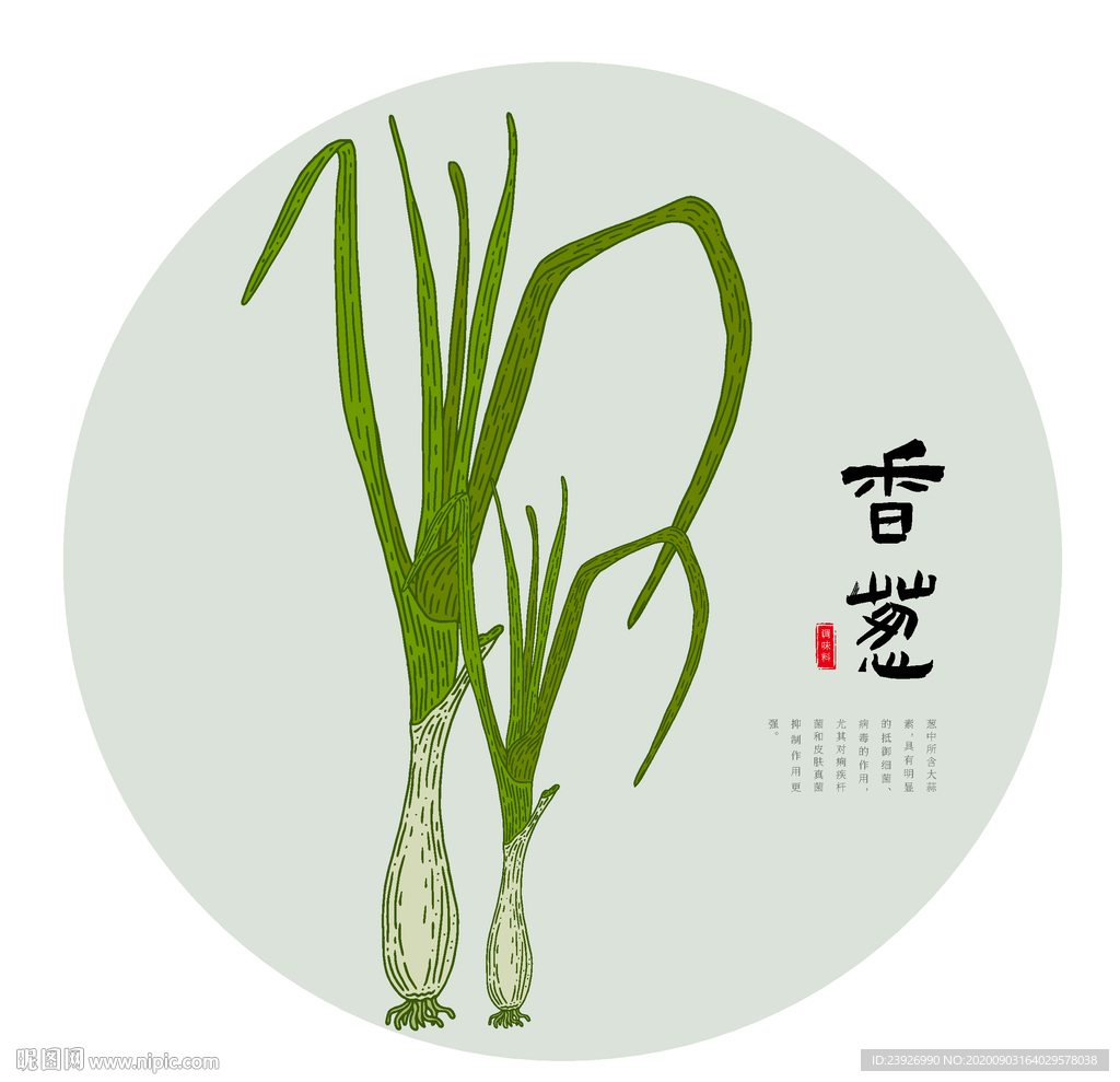 手绘葱