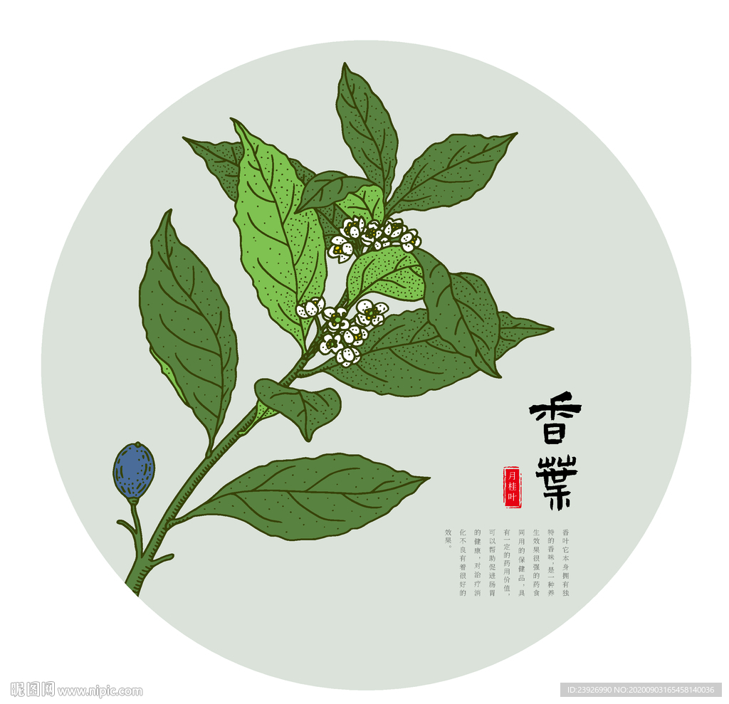 手绘香叶