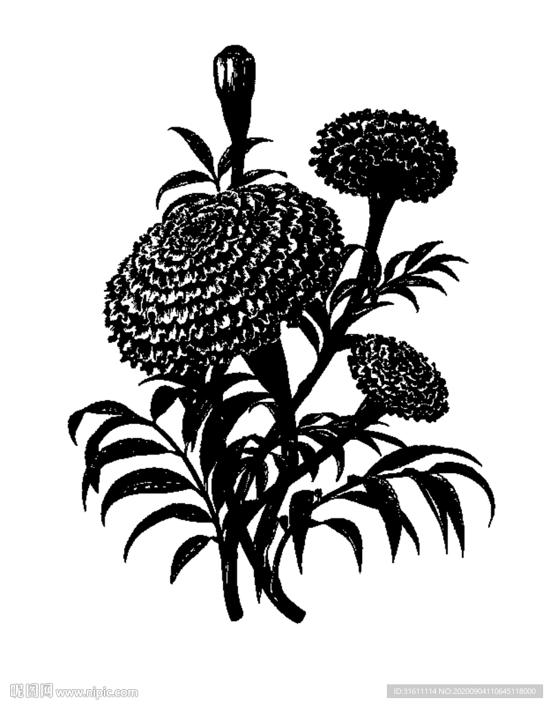 万寿菊素描线稿手绘插画素材