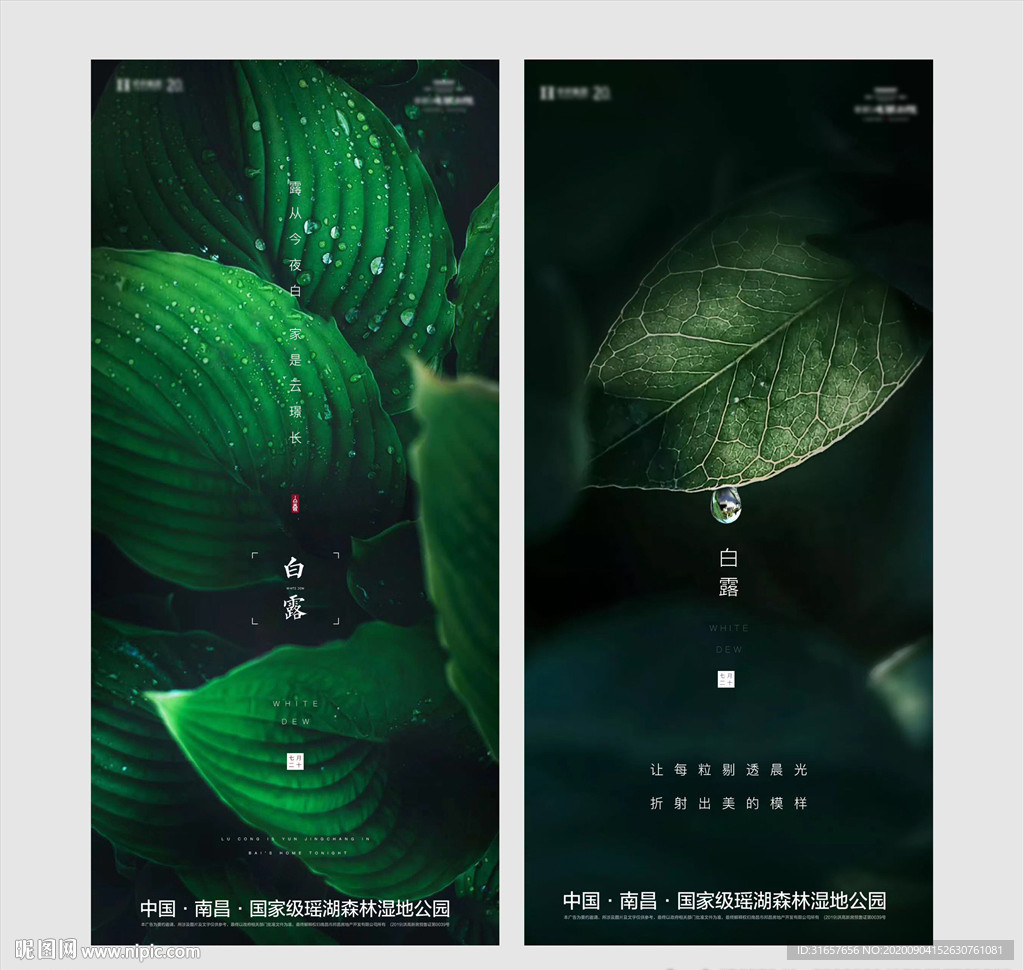地产白露图片