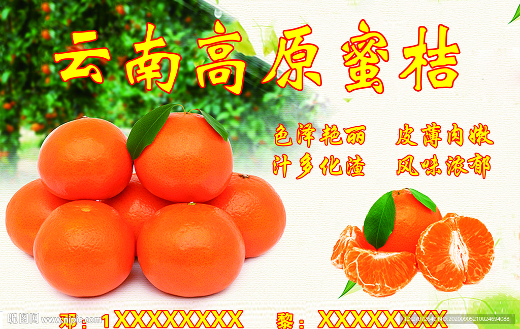 桔子蜜桔