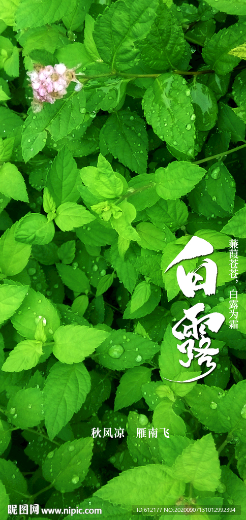 白露节气