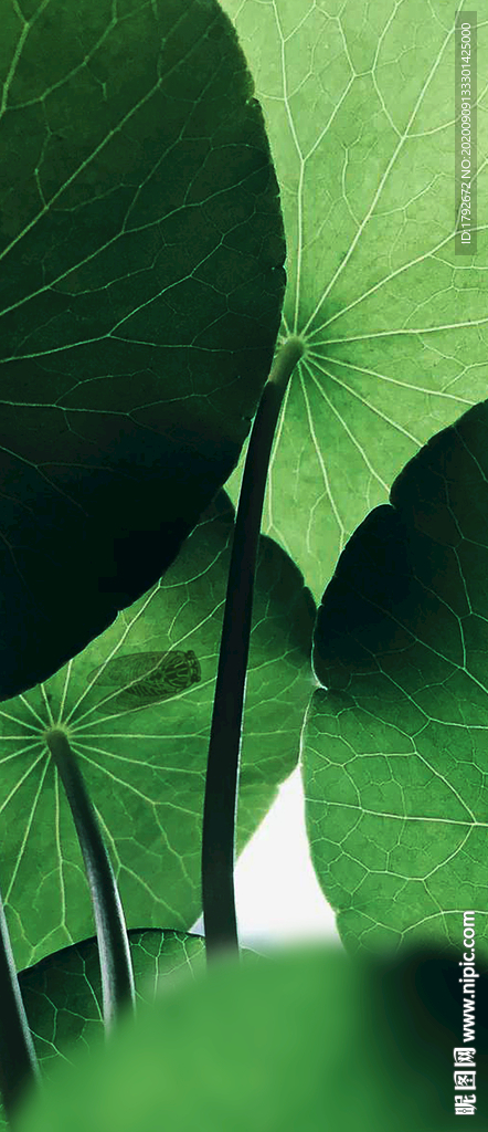 大暑小暑节气海报