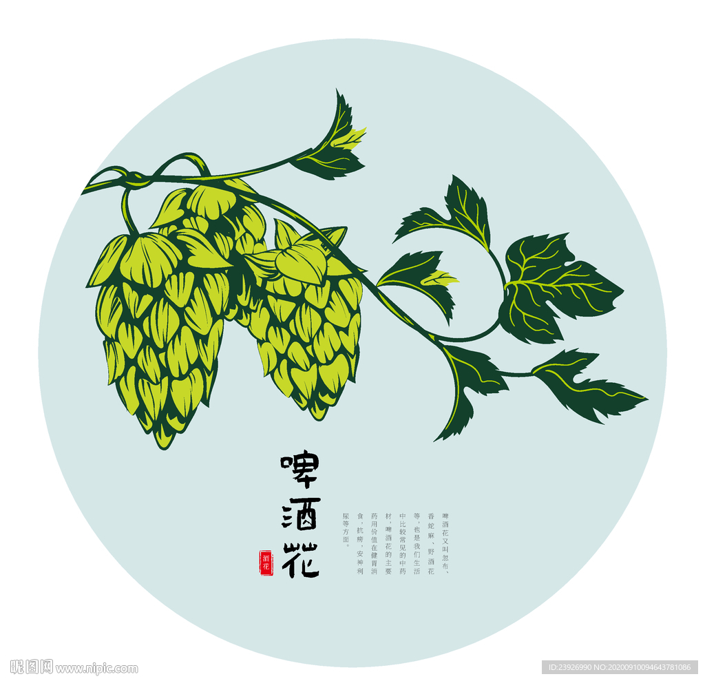 啤酒花