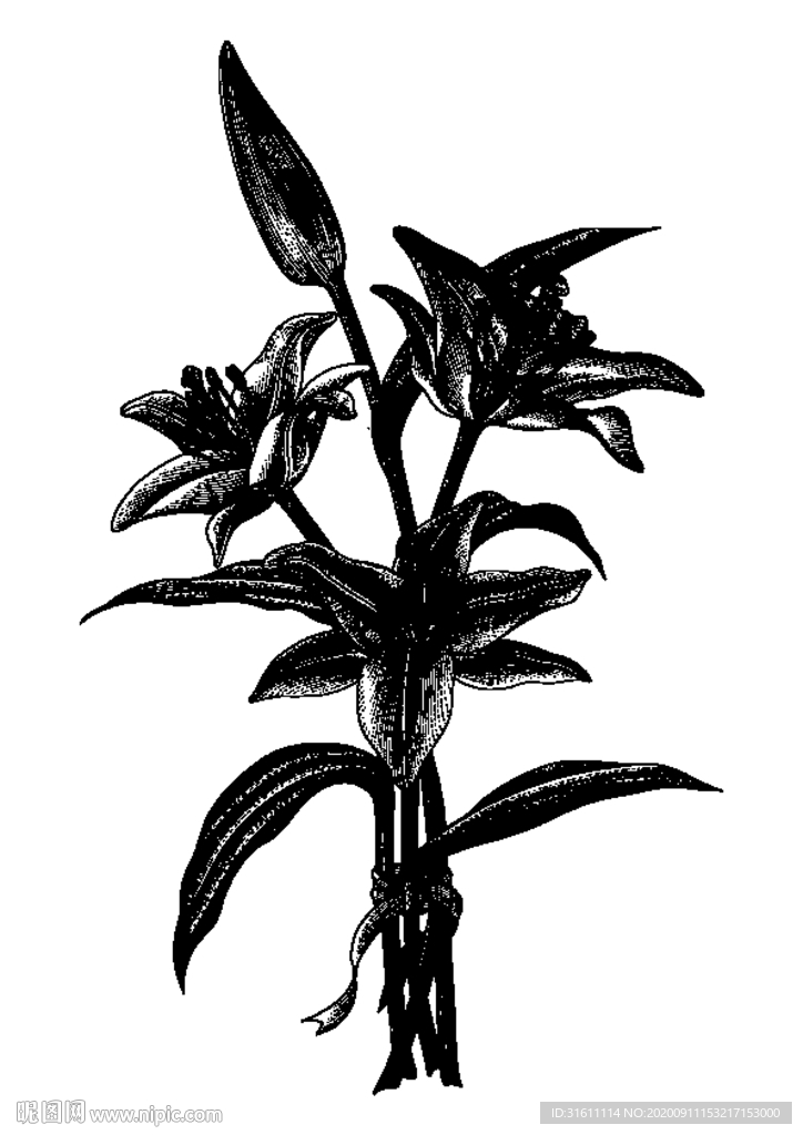百合花素描白描线描手绘插画