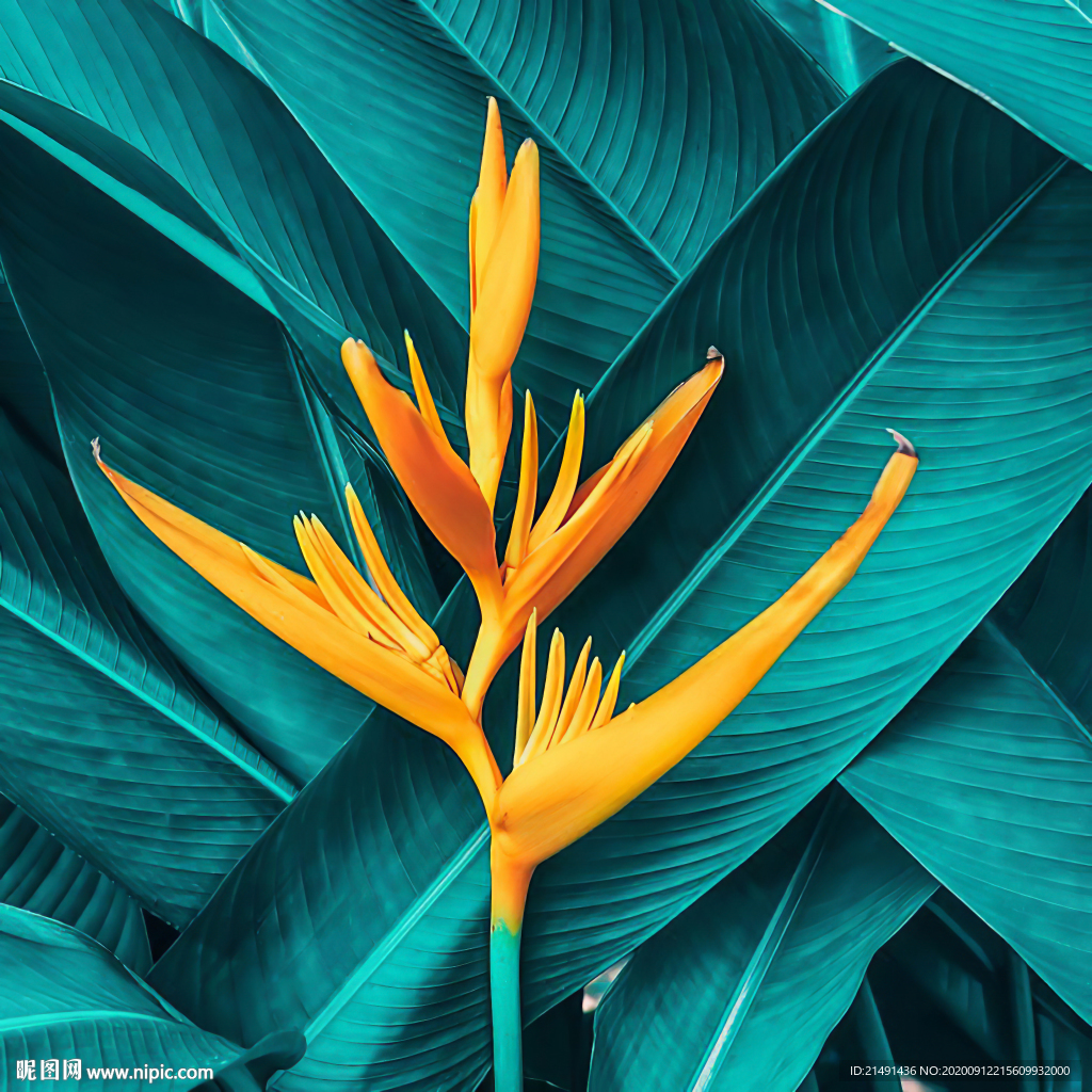 植物装饰画