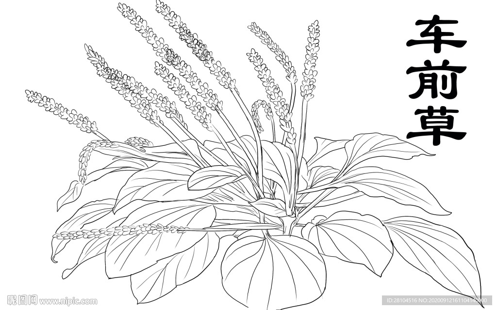 车前草怎么画简笔画图片