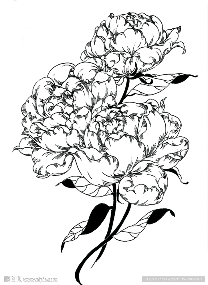 芍药花