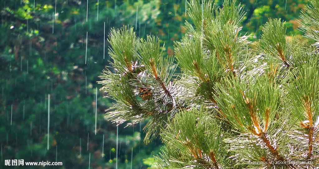 松林绿树下着雨