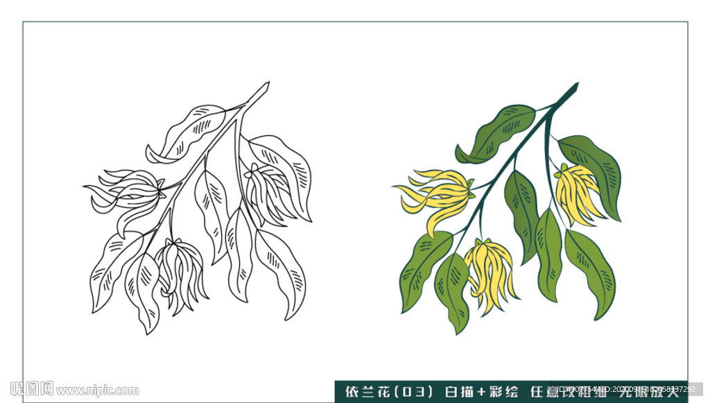 依兰花-03