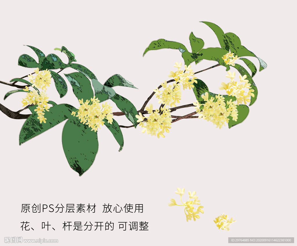 桂花