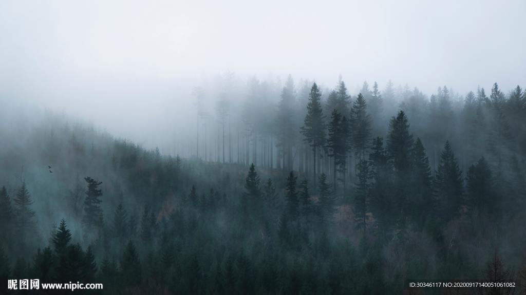 森林背景素材