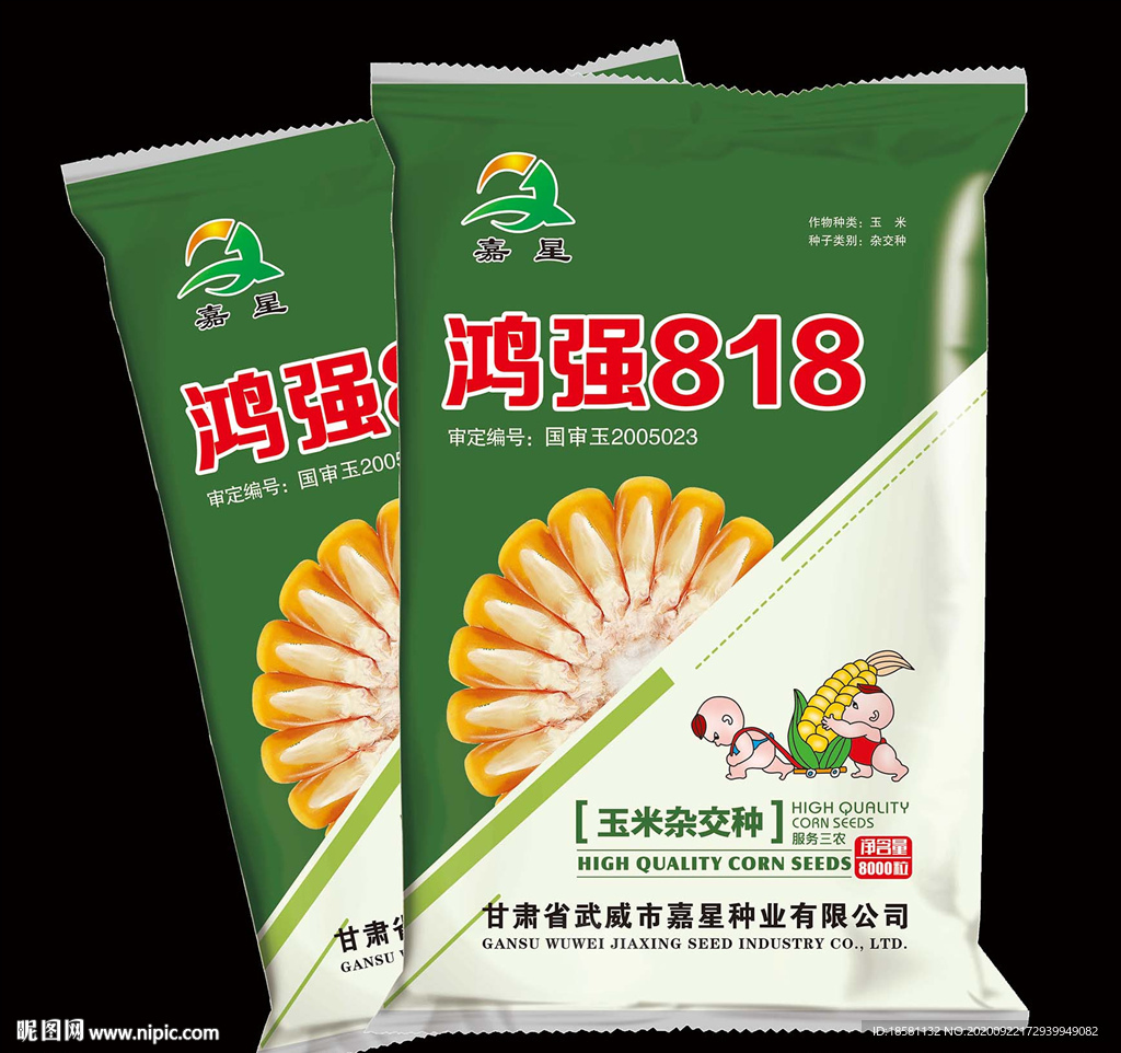 玉米种子