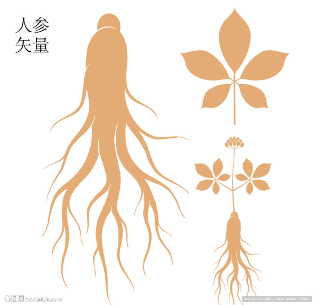 人参矢量图