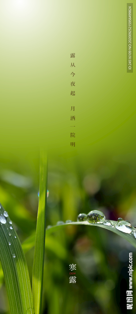 寒露