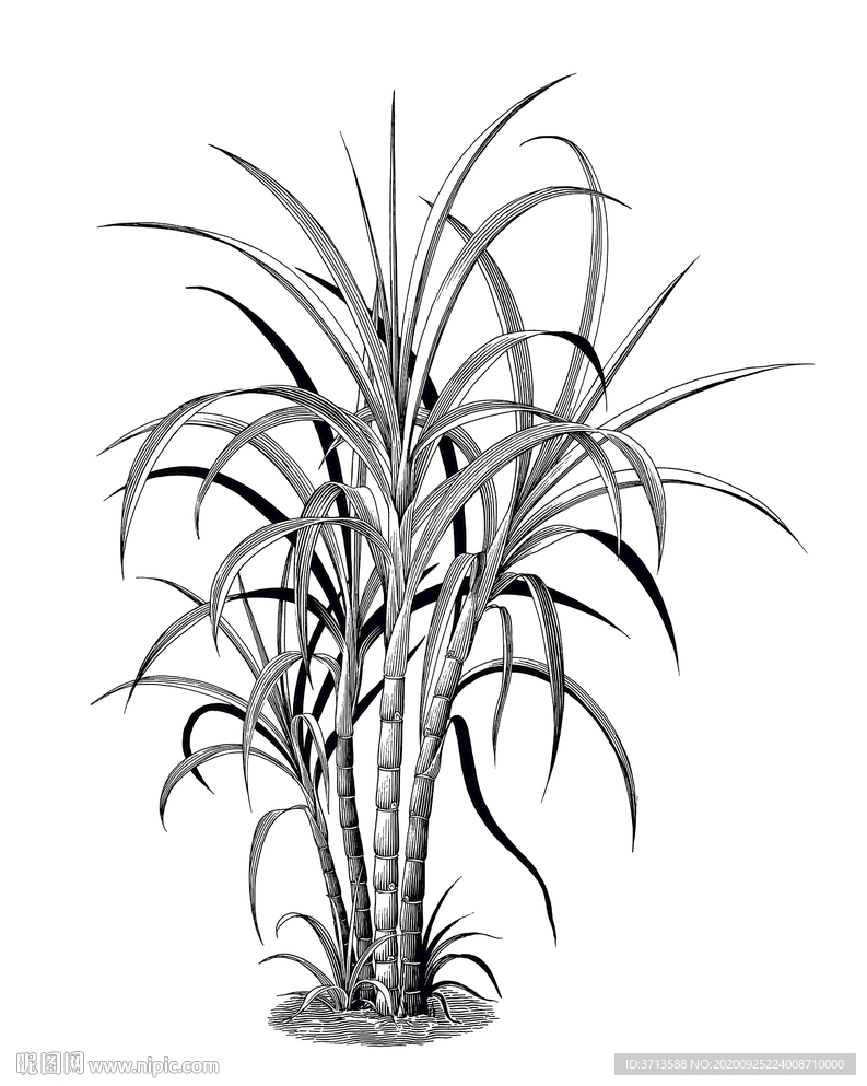 甘蔗线描线条手绘插画
