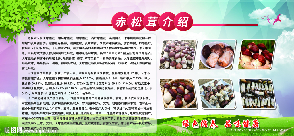 赤松茸介绍展板 菌类海报