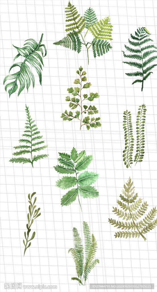 植物 水彩 插画