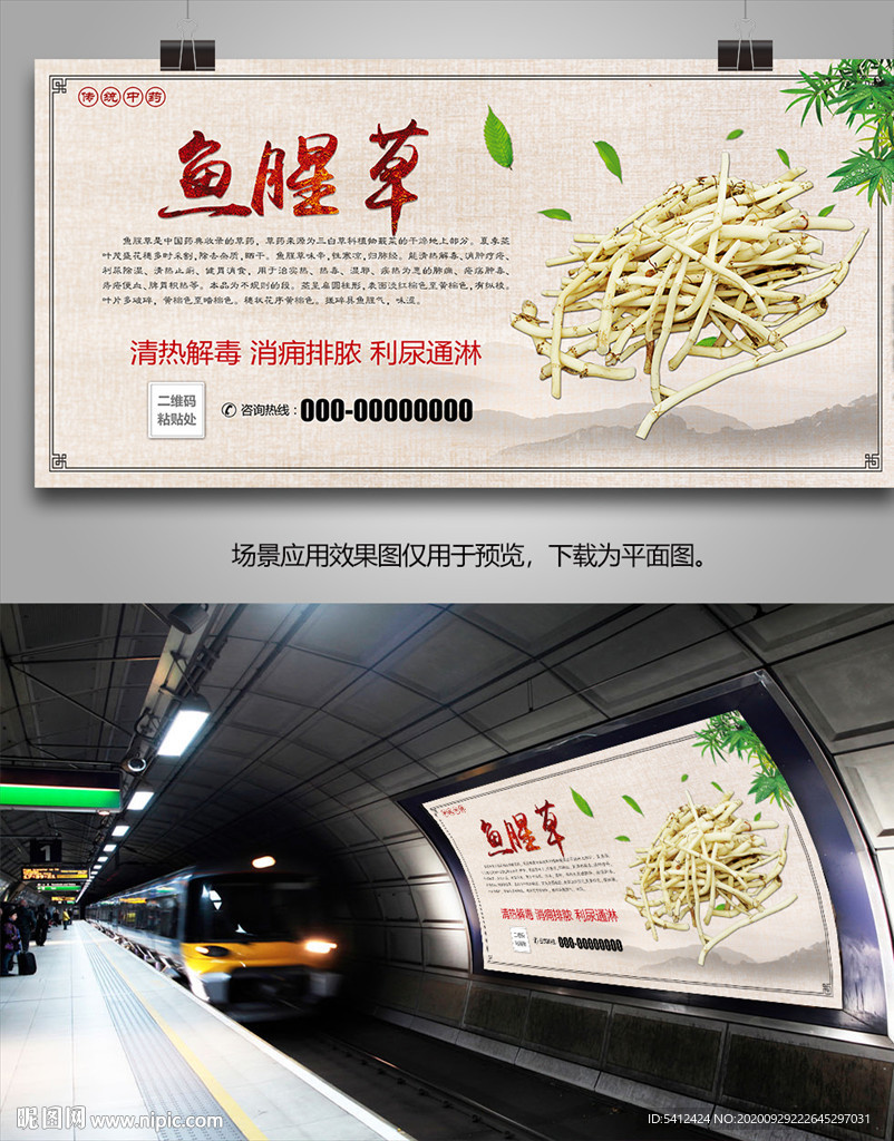 鱼腥草简介海报灯箱展板挂画单页