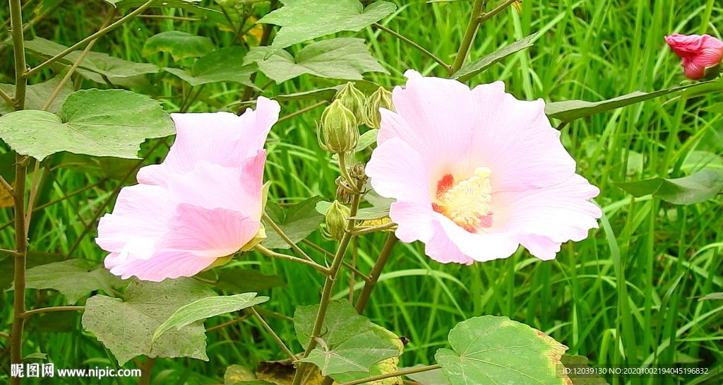 芙蓉葵植物实拍视频