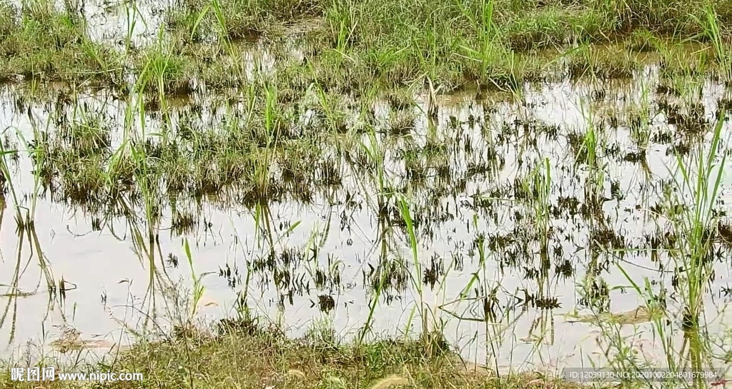 沼泽泥潭实拍视频