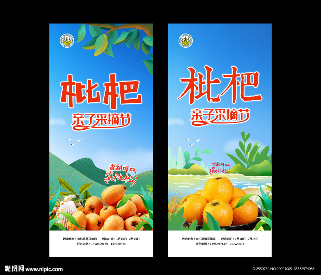 枇杷采摘节