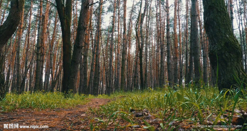 森林小路