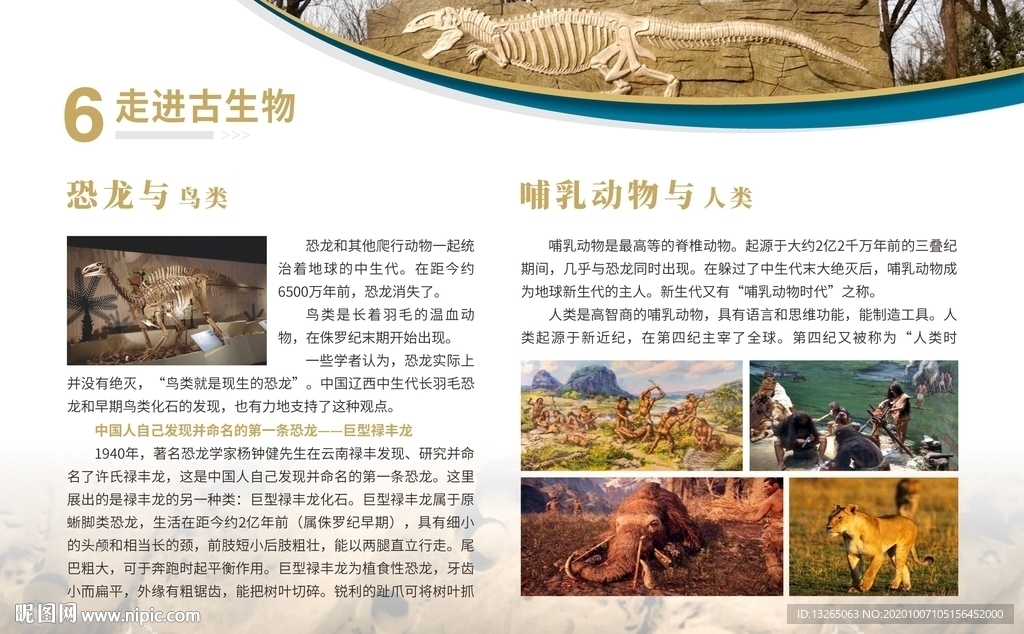 展板 博物馆展板 古生物 恐龙