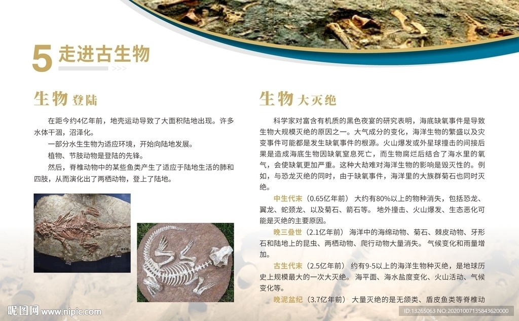 走进古生物 学校展板 生物登陆