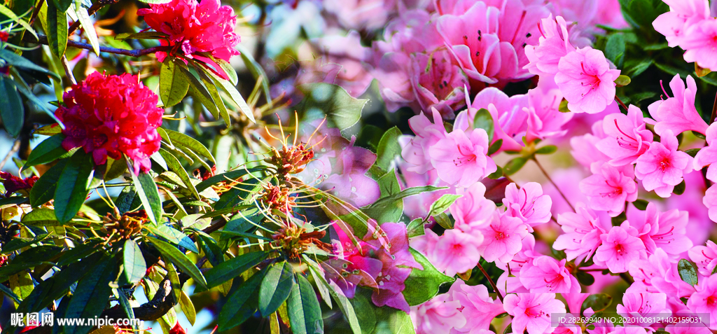 麻城杜鹃花节