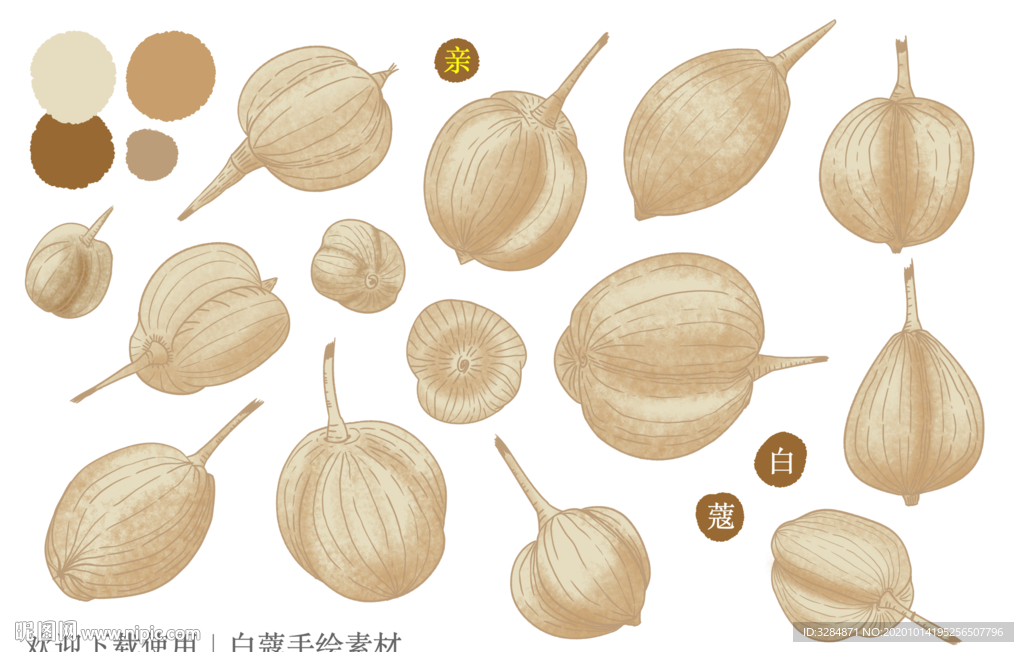 白蔻手绘素材