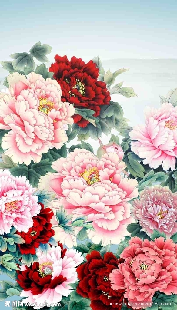 牡丹花开
