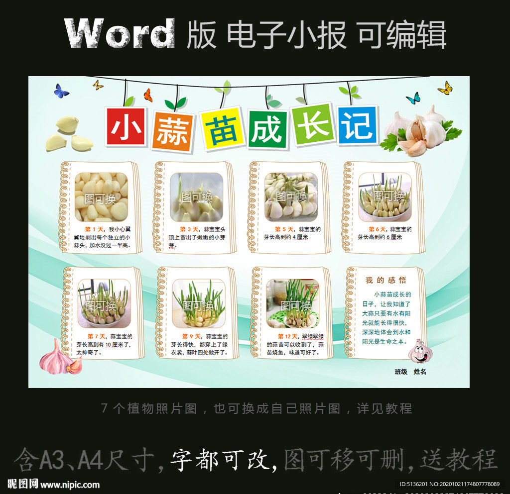 word版电子小报蒜苗植物生长