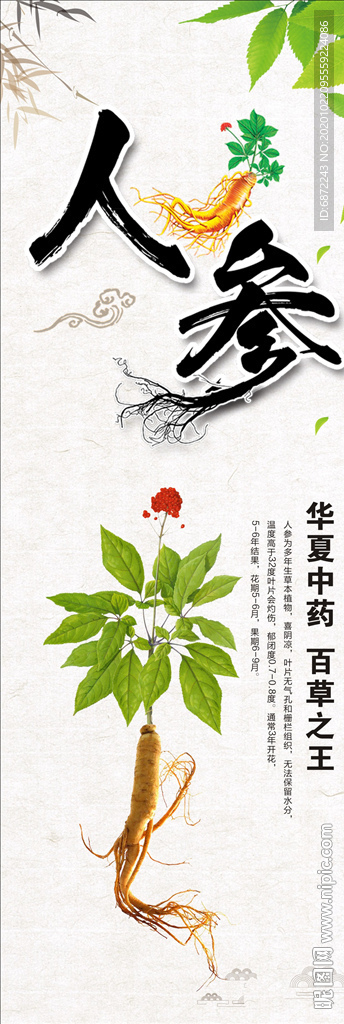 百草之王人参野山参