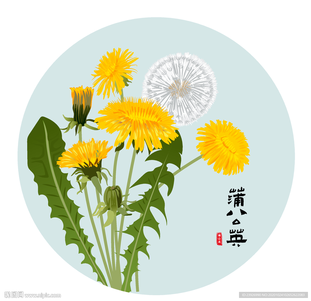 蒲公英