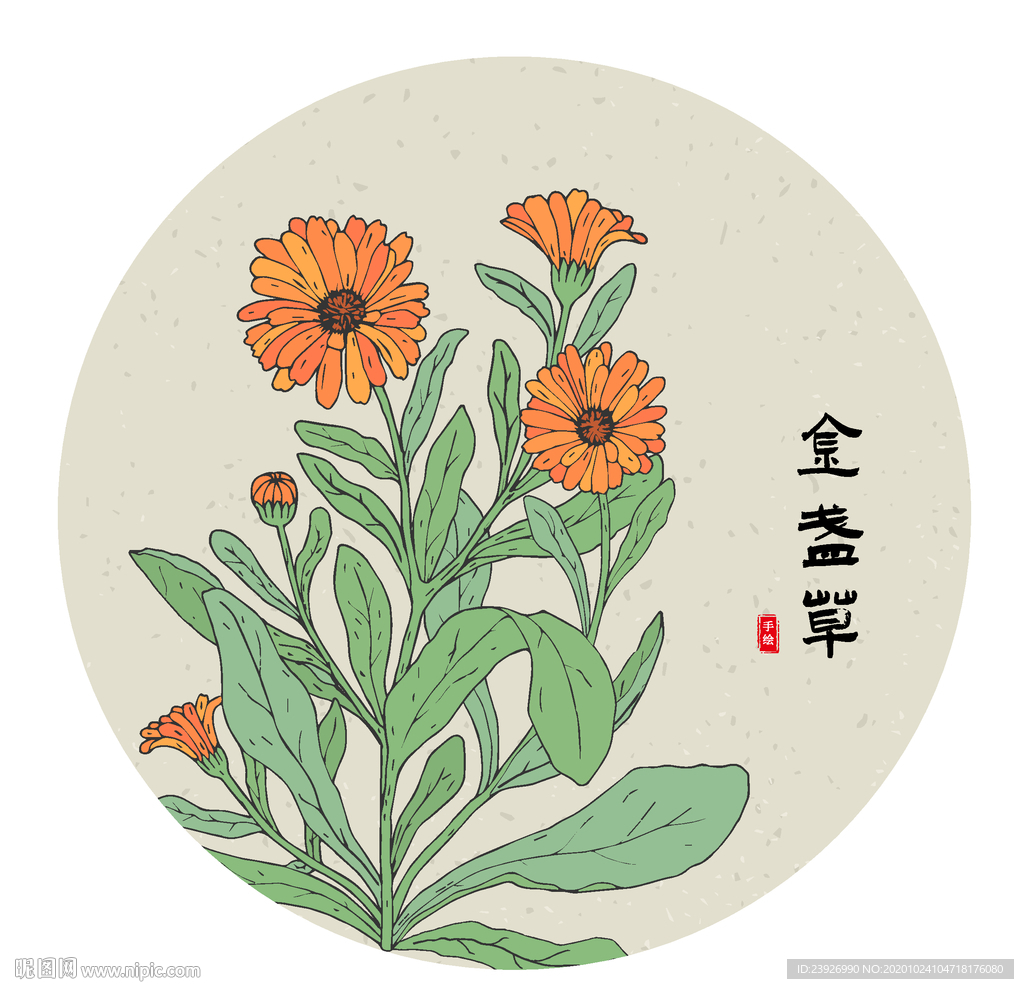金盏草
