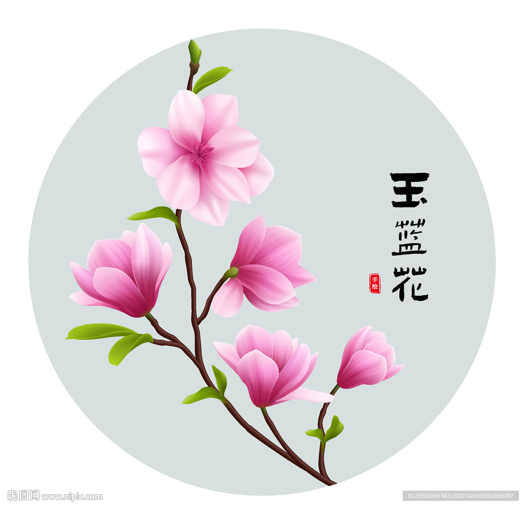 玉兰花