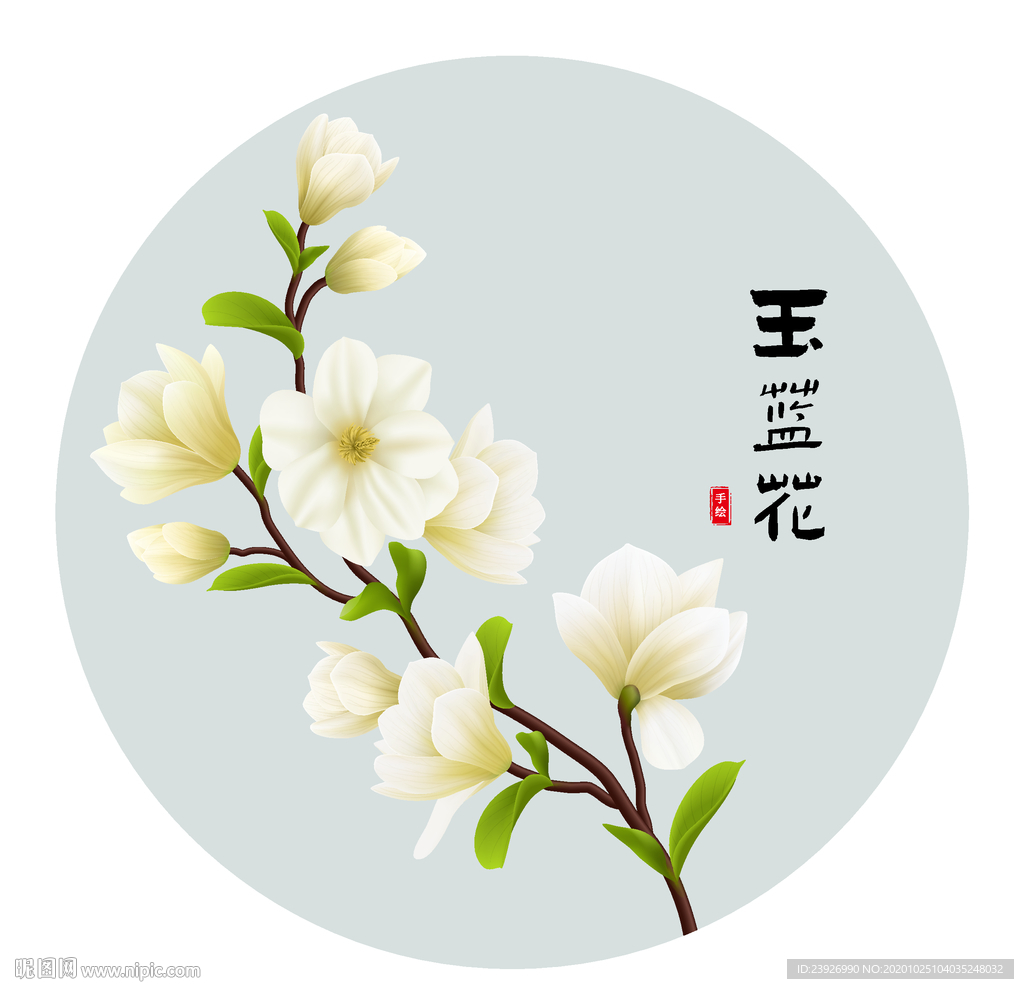 玉兰花