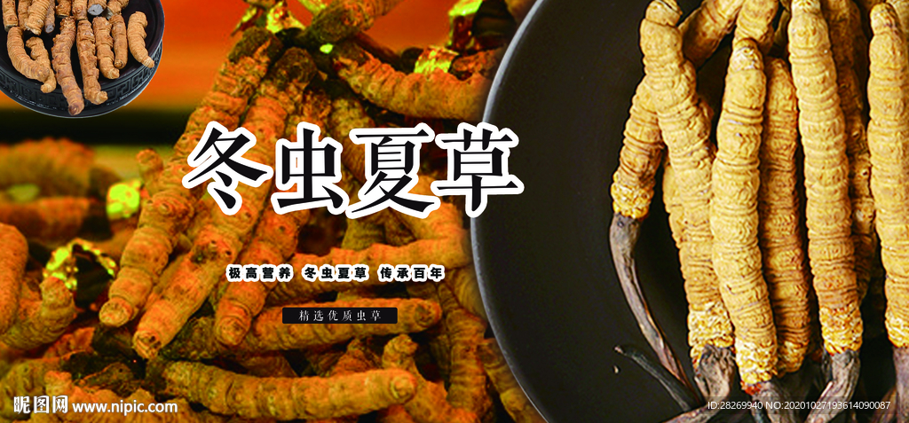 冬虫夏草挂图